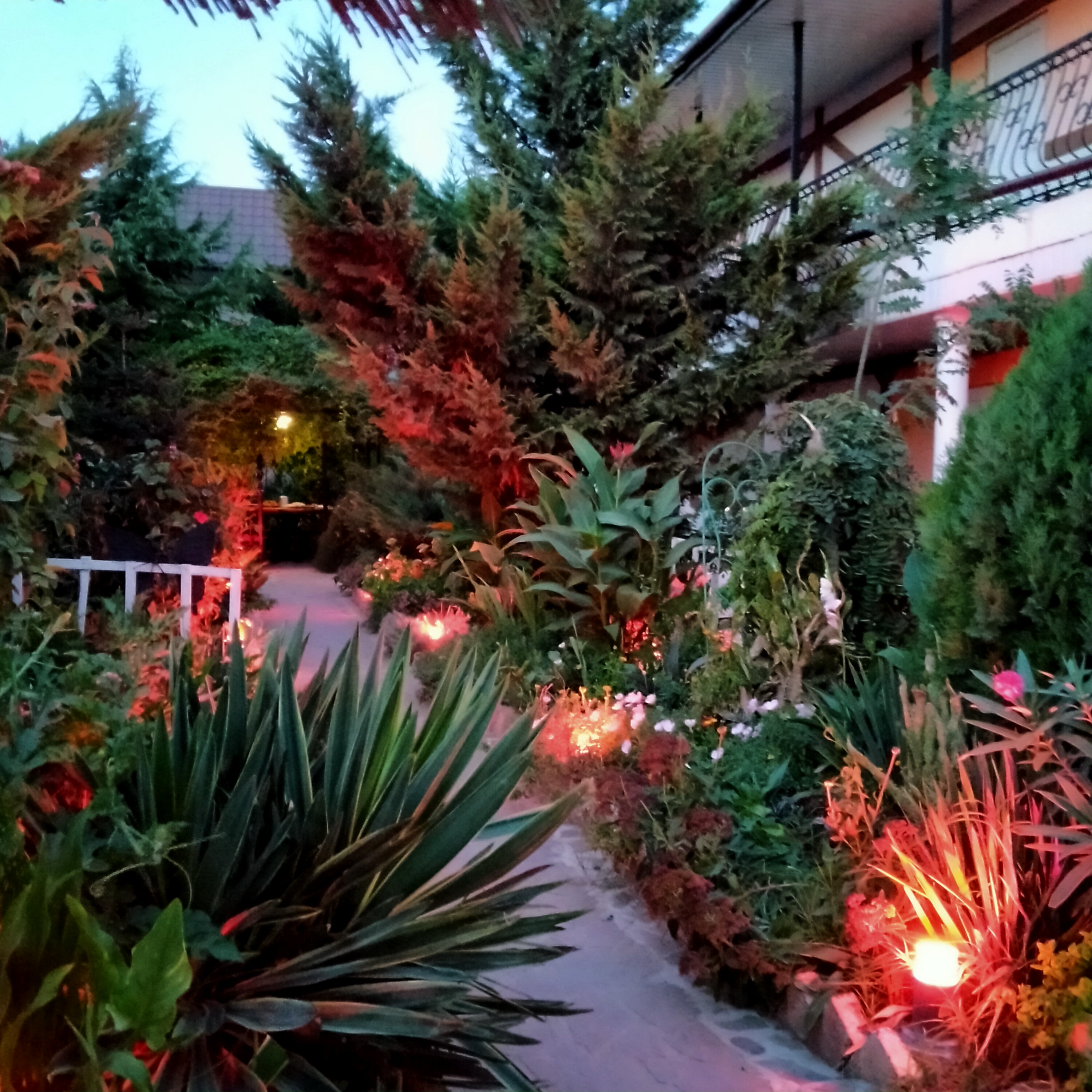 Фото Муравейник