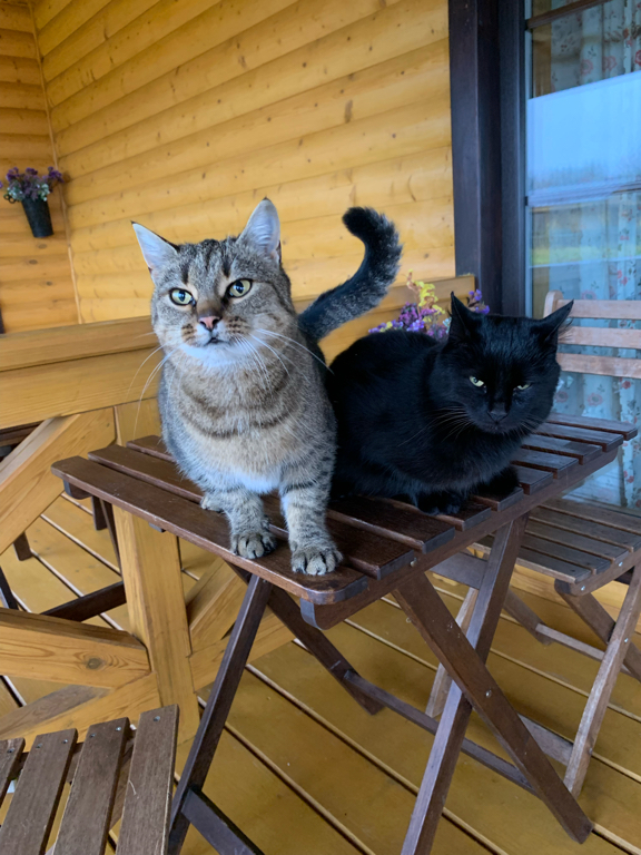 Фото У Лукоморья