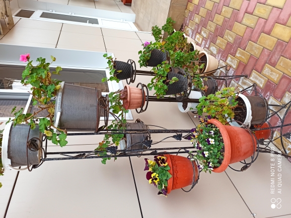 Фото Айвори