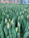 Tulpan Td Asabin - tulips wholesale Miass, Zlatoust, Chelyabinsk (ulitsa 60 let Oktyabrya, 13А/2) ، توصيل باقات الزهور