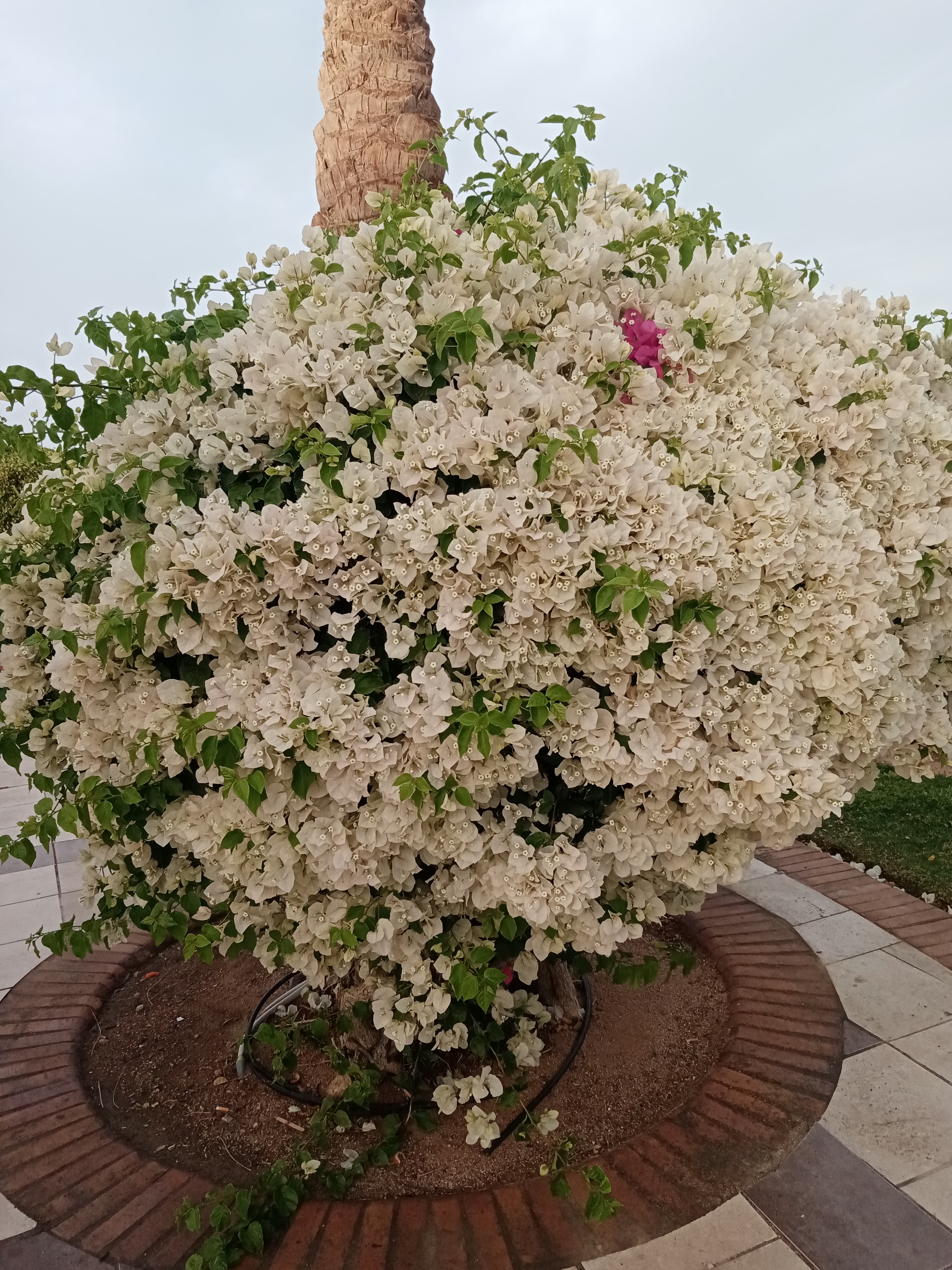 Фото Jaz Aquamarine