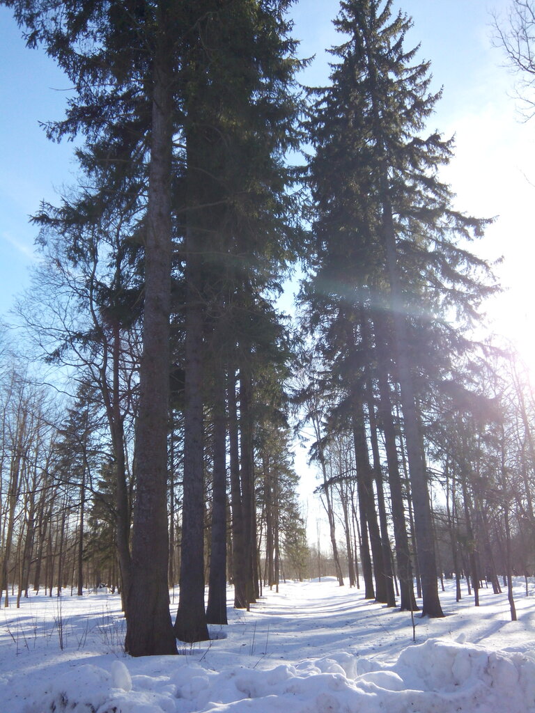 Landmark, attraction Еловая аллея усадьбы Ириновка, Saint‑Petersburg and Leningrad Oblast, photo