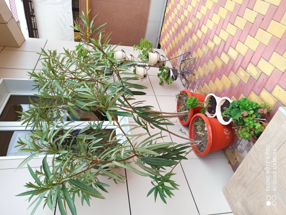 Фото Айвори