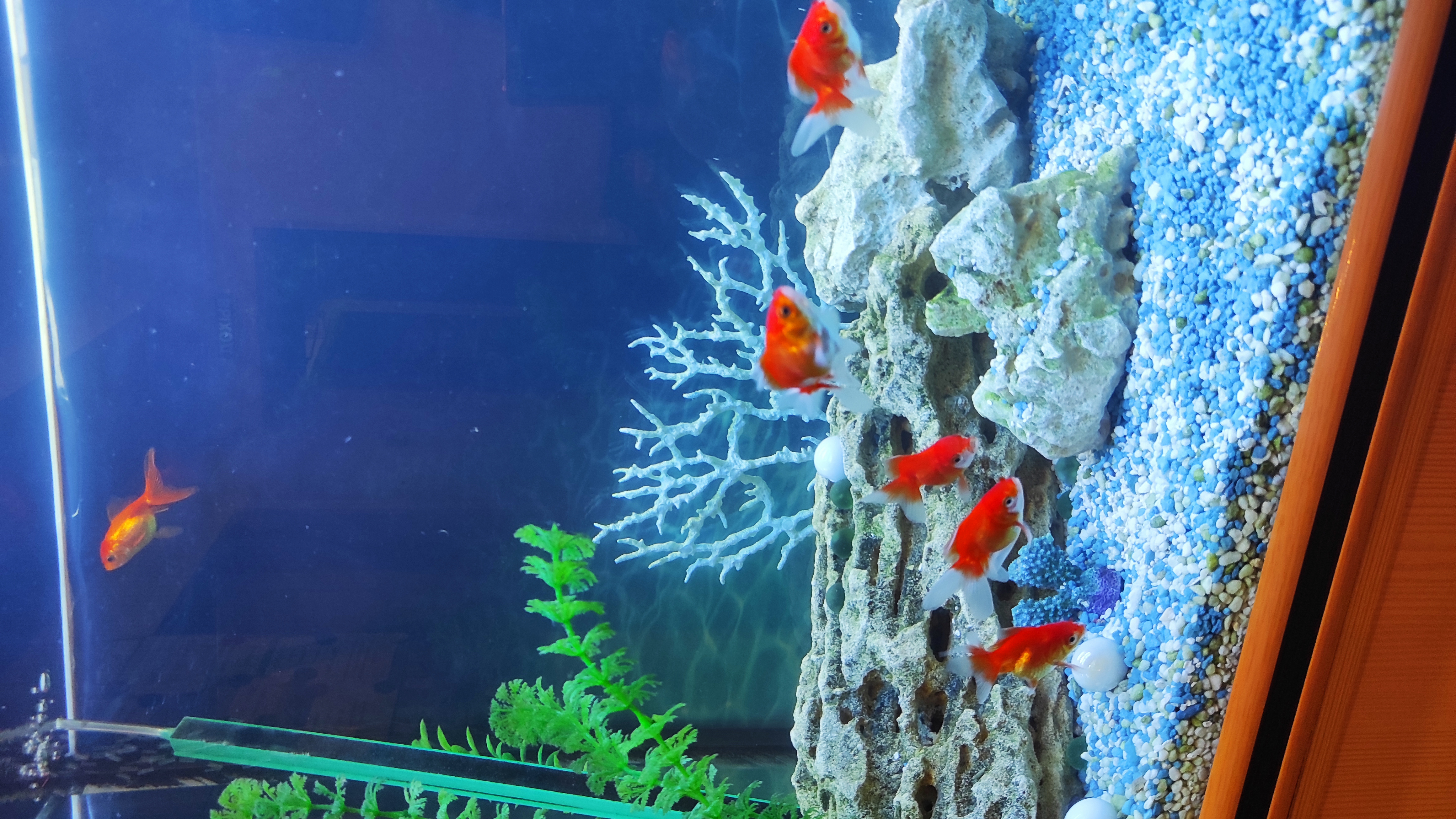 Фото Мини Мани