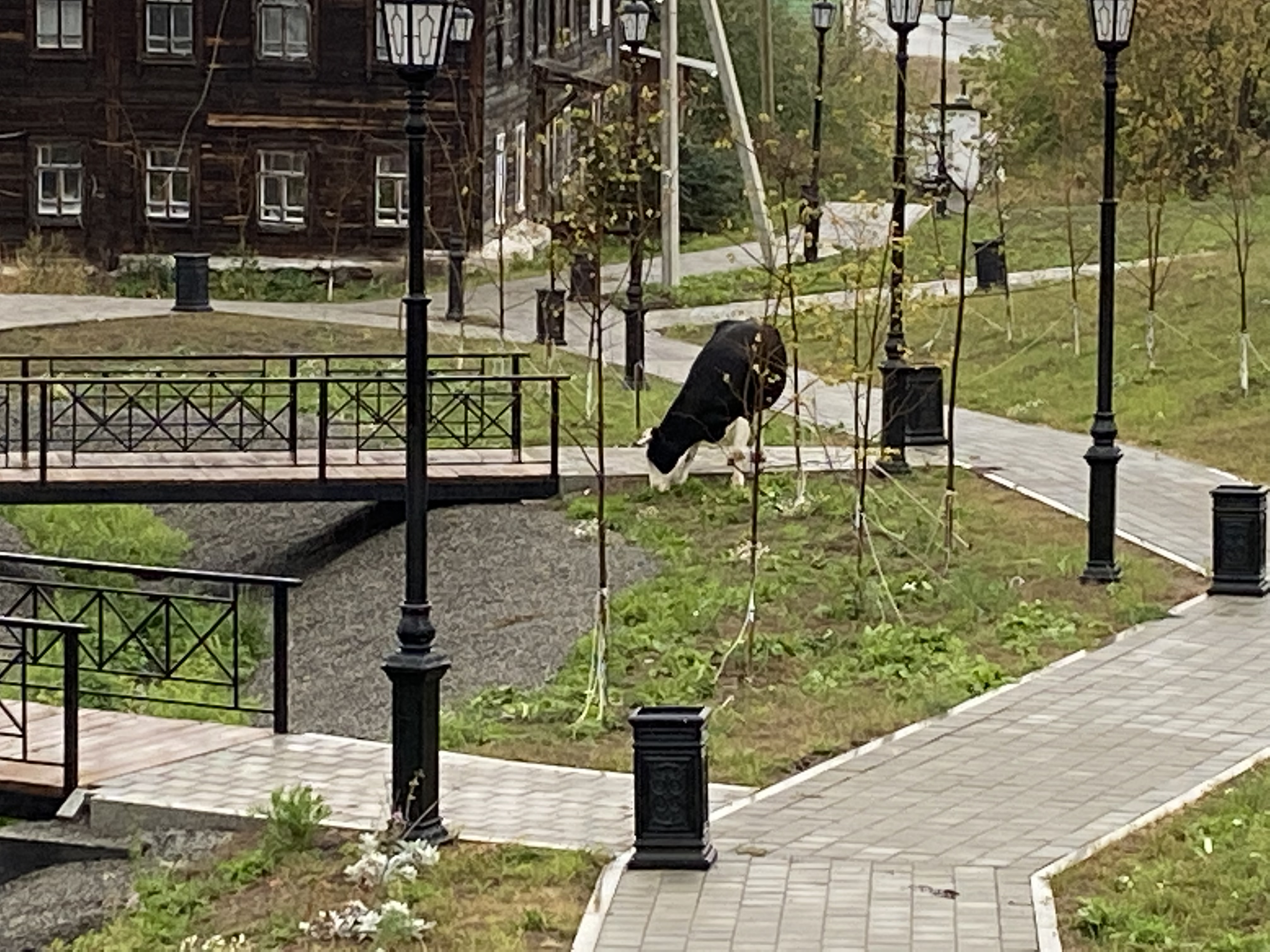 Фото Соболь