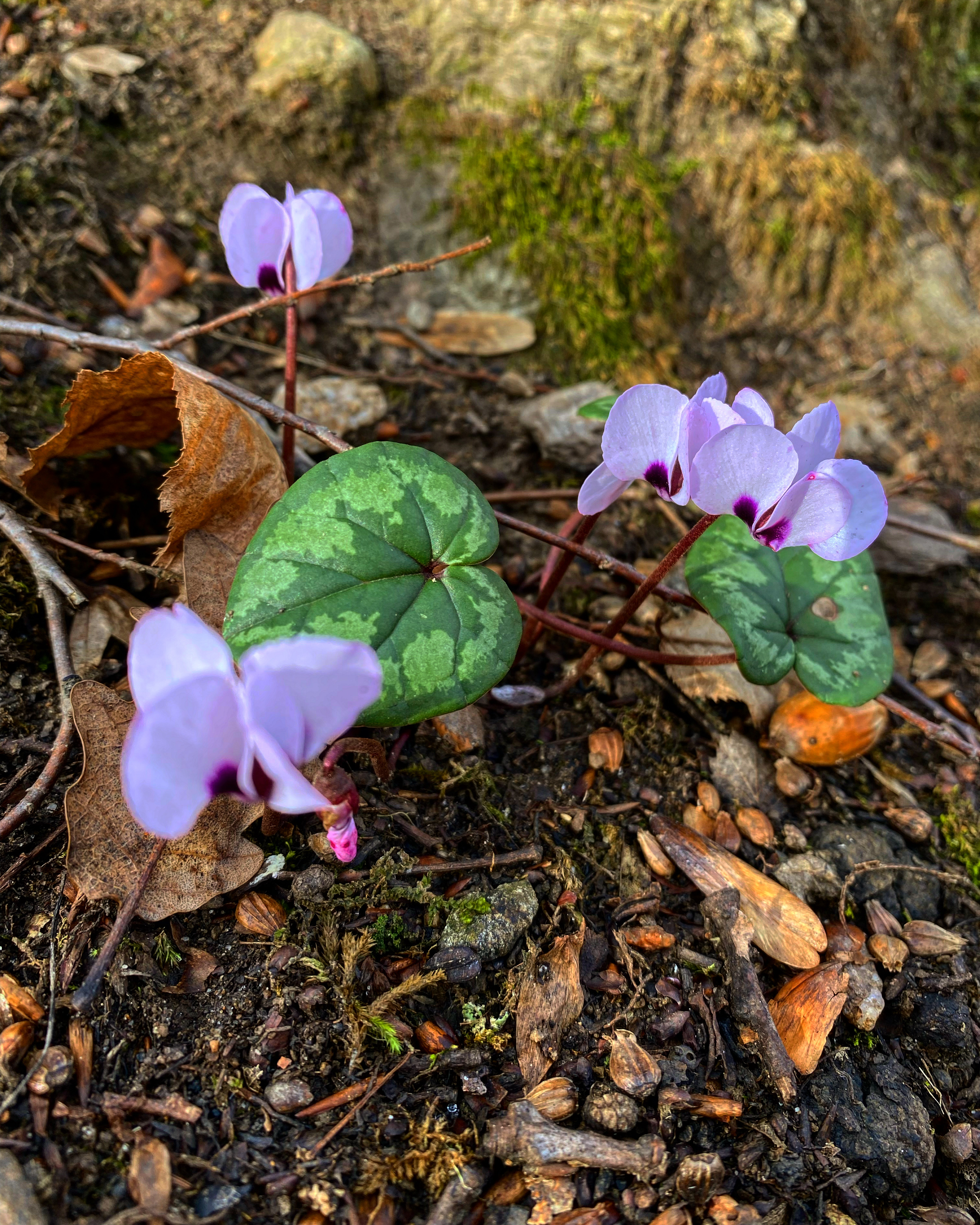 Фото Никель