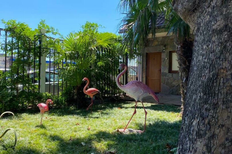 Фото Фламинго