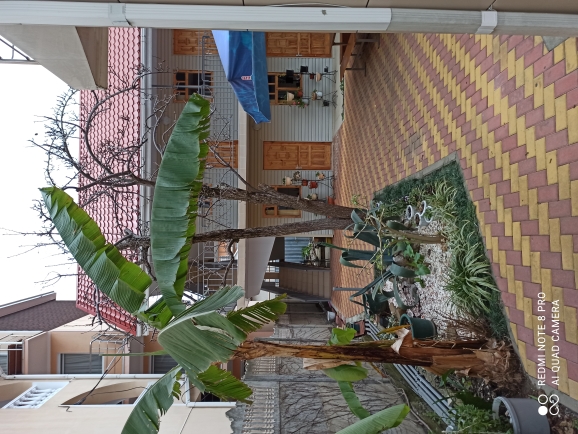 Фото Айвори