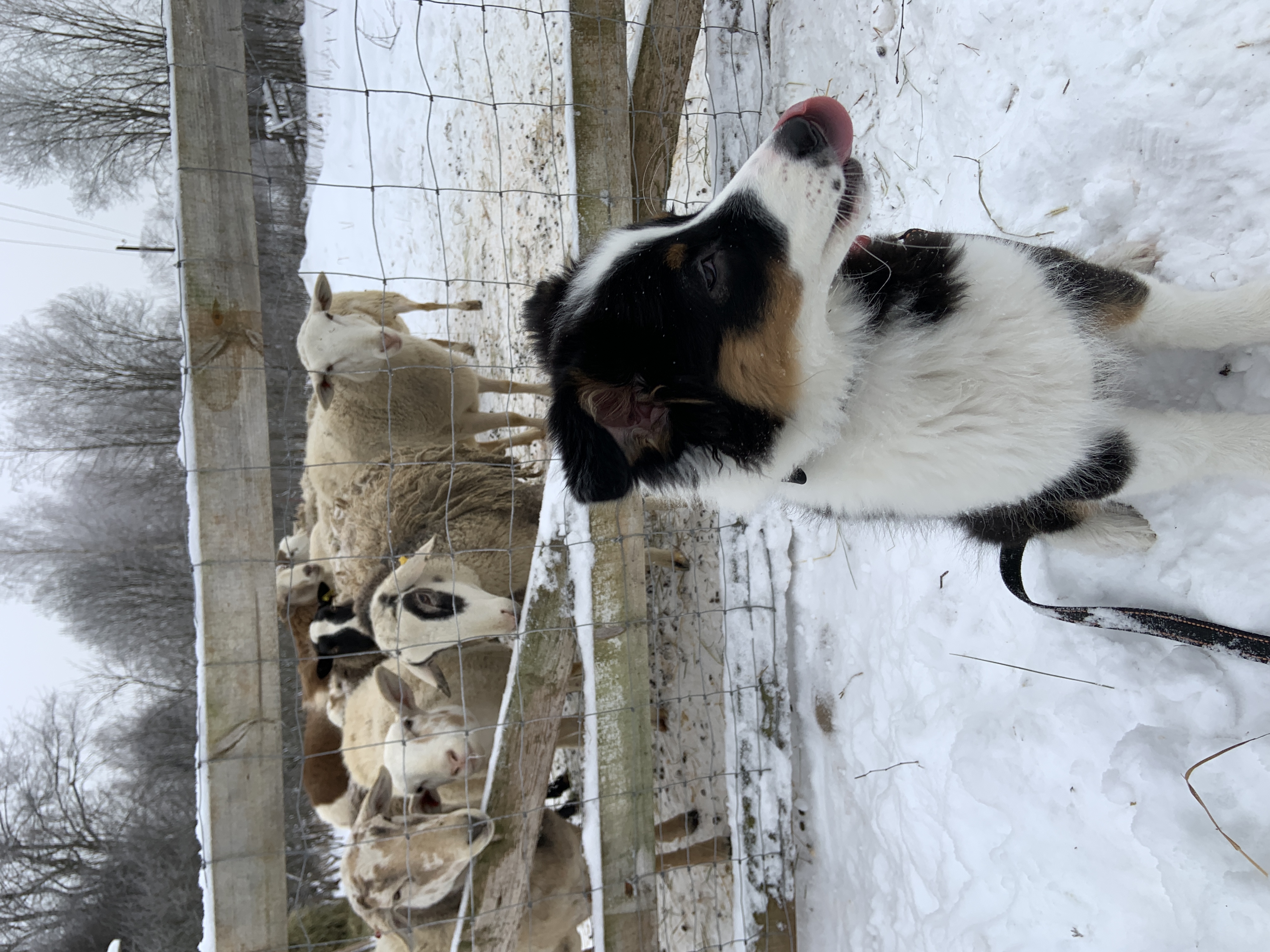 Фото Экопарк Акулово