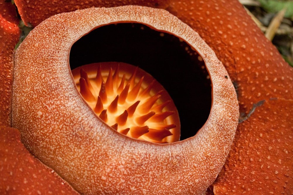 Фото Our Jungle Camp - Eco Resort