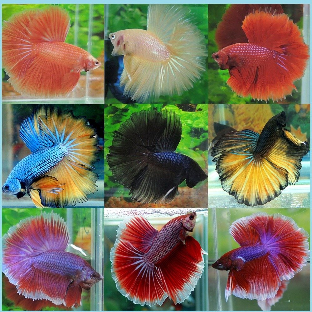 Как выглядят рыбы петушки Permanently closed: Усатый Полосатый, aquariums, Samara Region, Tolyatti, 12th Q