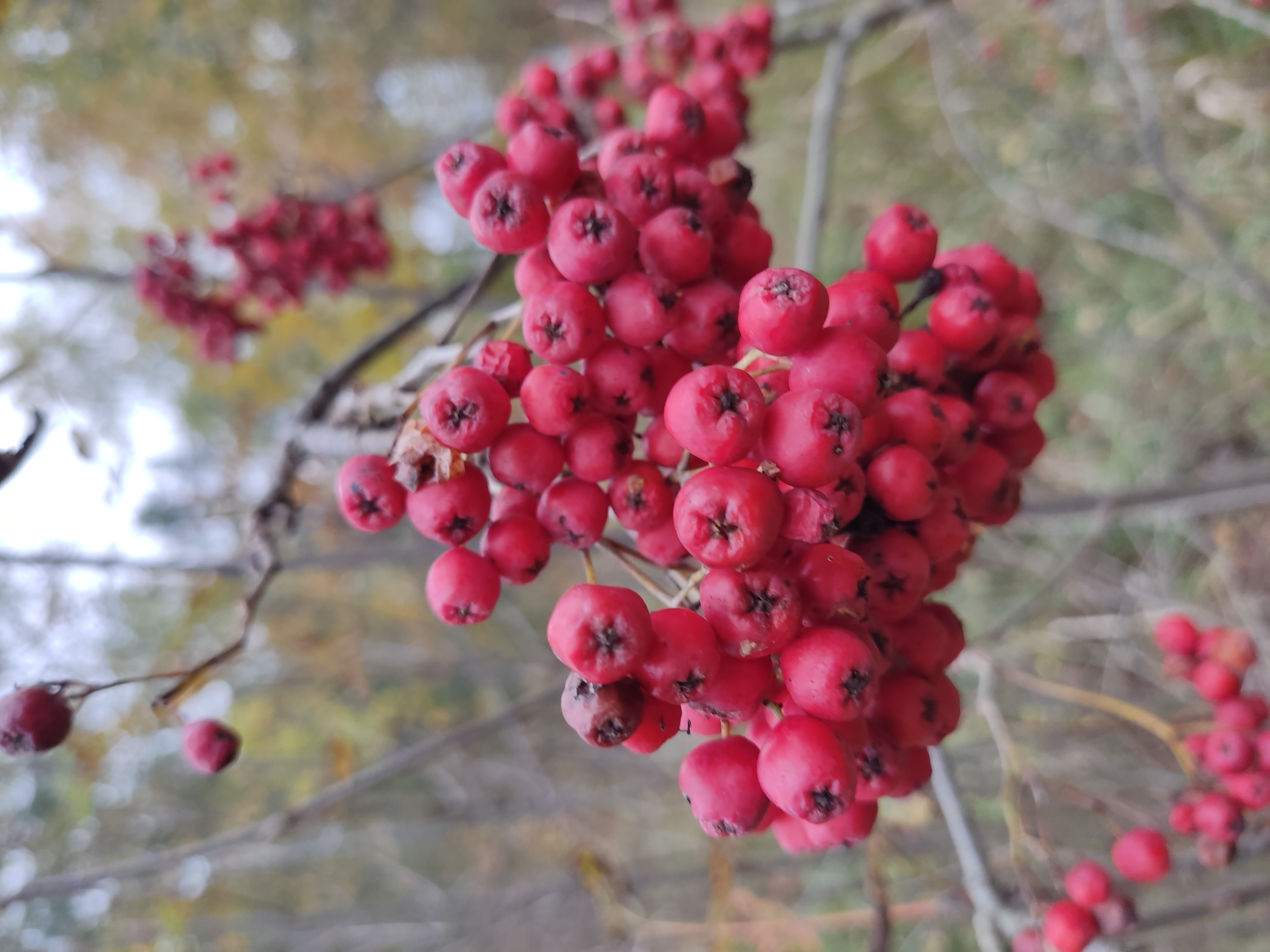 Фото Лесная дача