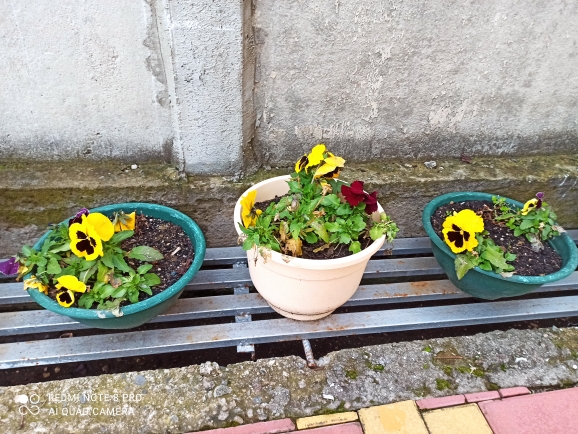 Фото Айвори