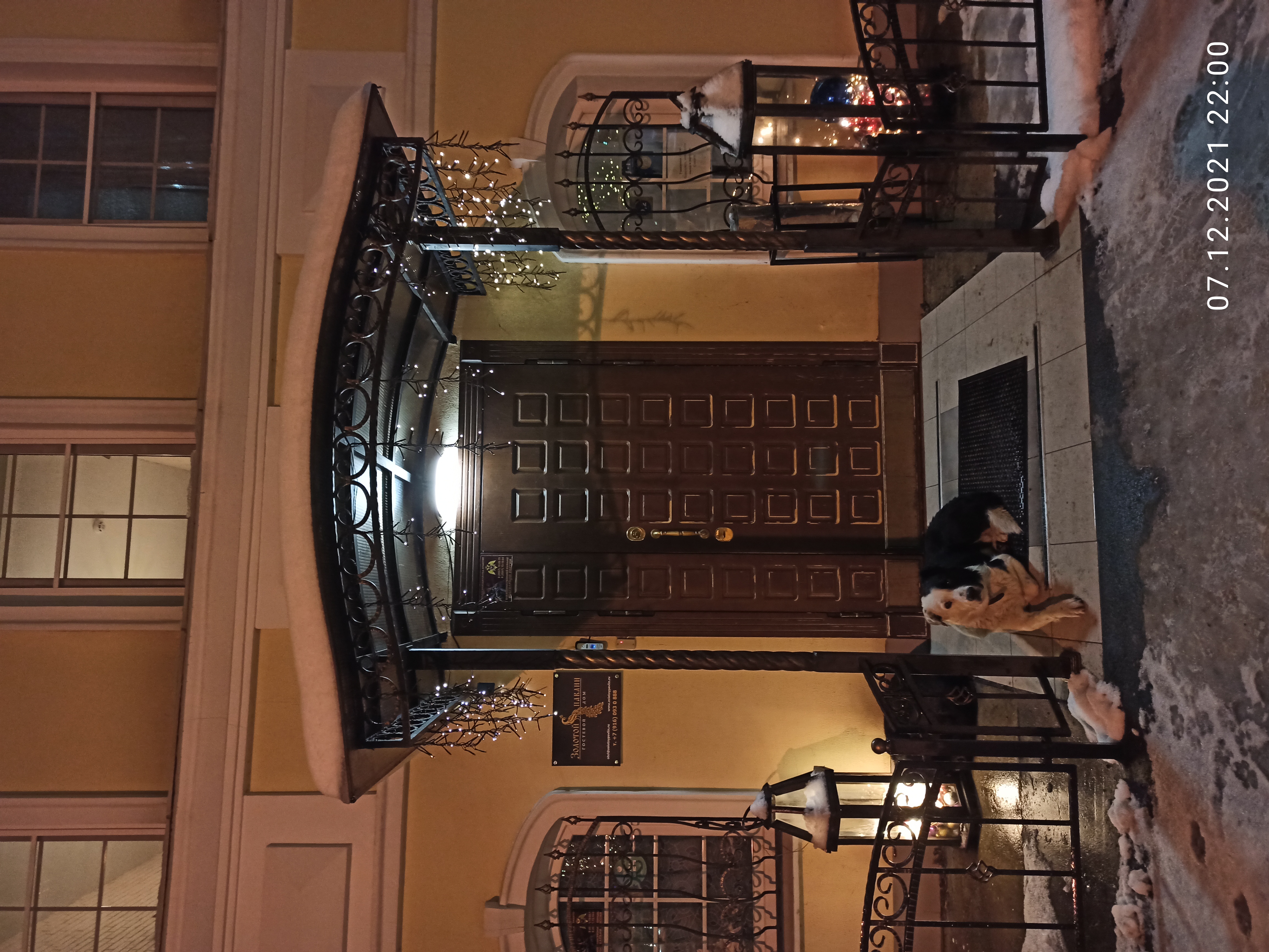 Фото Золотой павлин