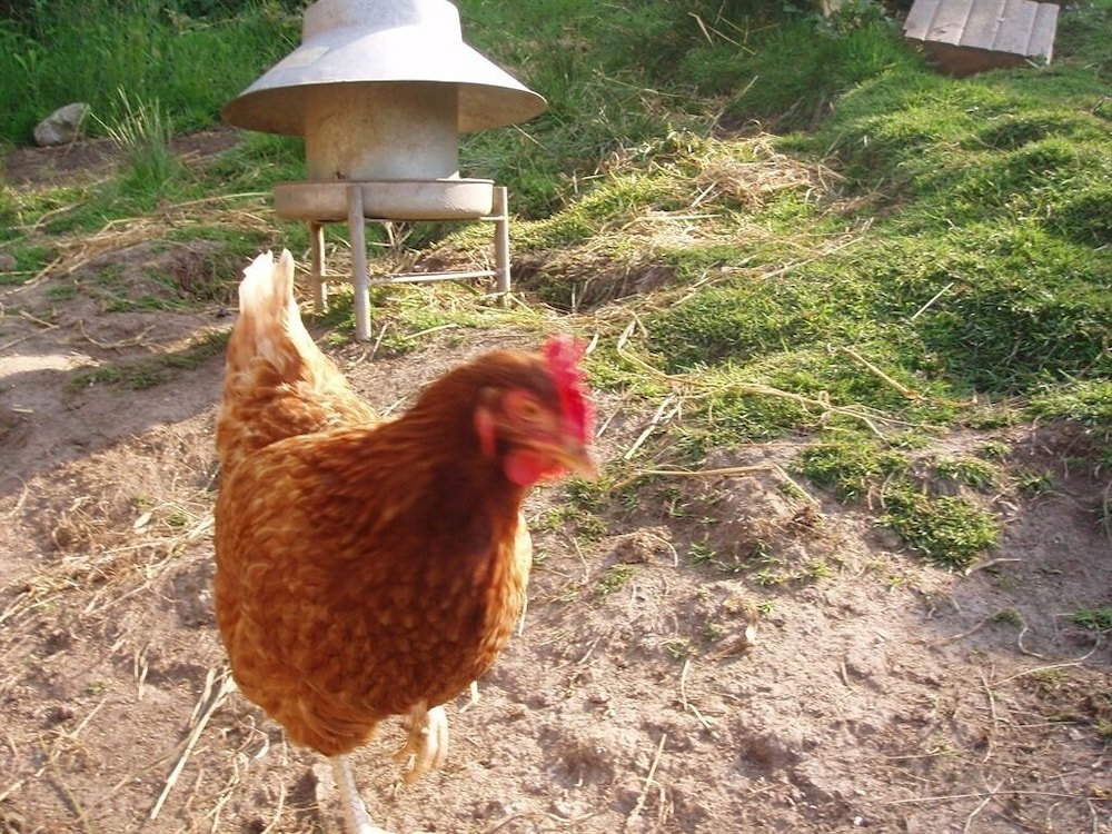 Фото Providence Farm