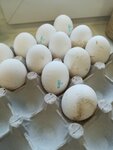 Sovetskaya agrofirma (Kirov Region, Sovetskiy rayon, Rodyginskoye selskoye poseleniye, posyolok Novy), egg and poultry meat