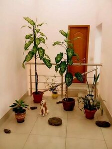 Гостиница Амран