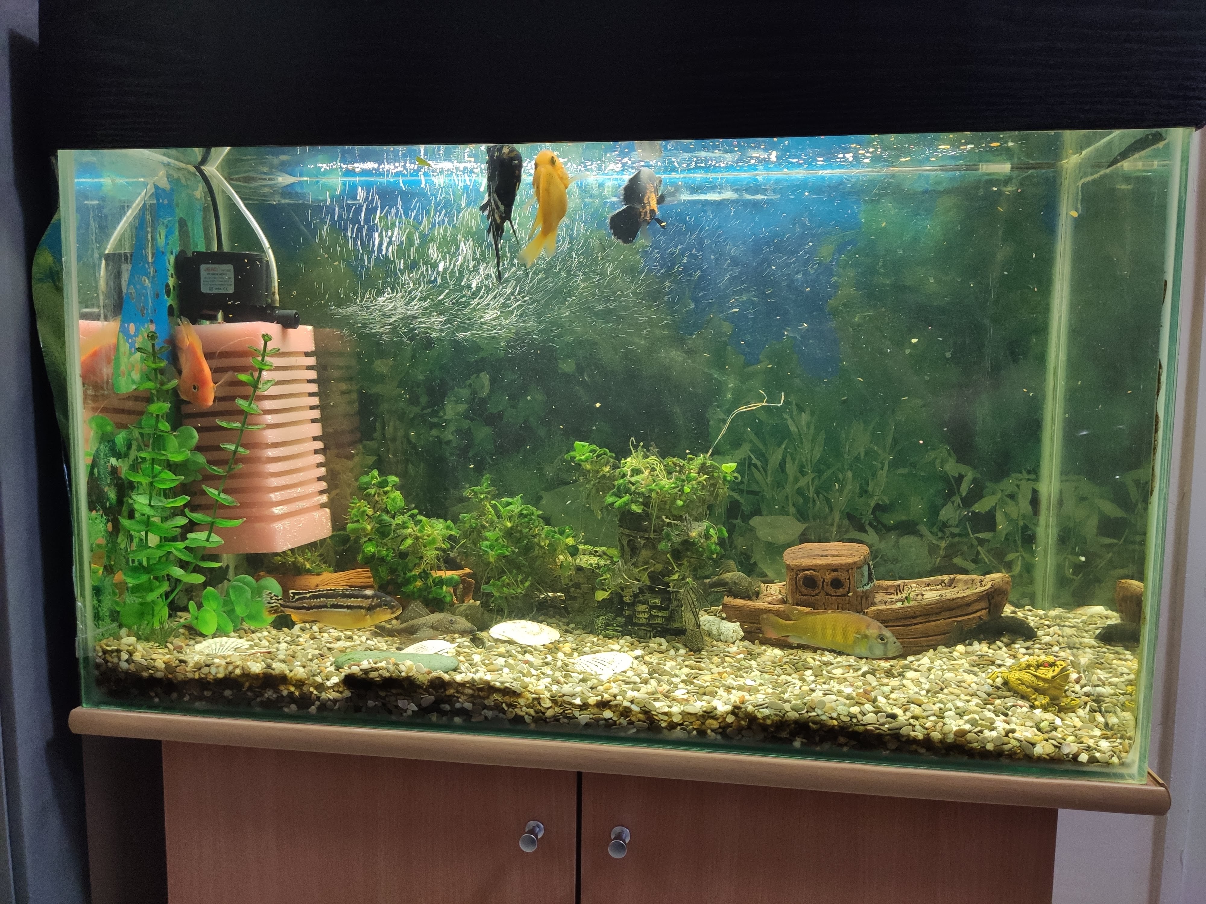 Фото Подсолнух