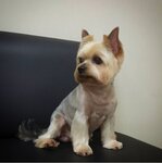 New York (Ternopolskaya Street, 7), pet salon