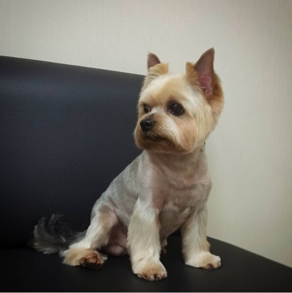 Зоосалон, зоопарикмахерская New Йорк, Пенза, фото