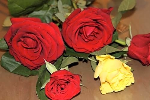 Фото Hotel Centrale Trieste