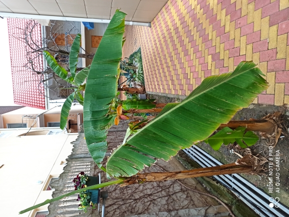 Фото Айвори