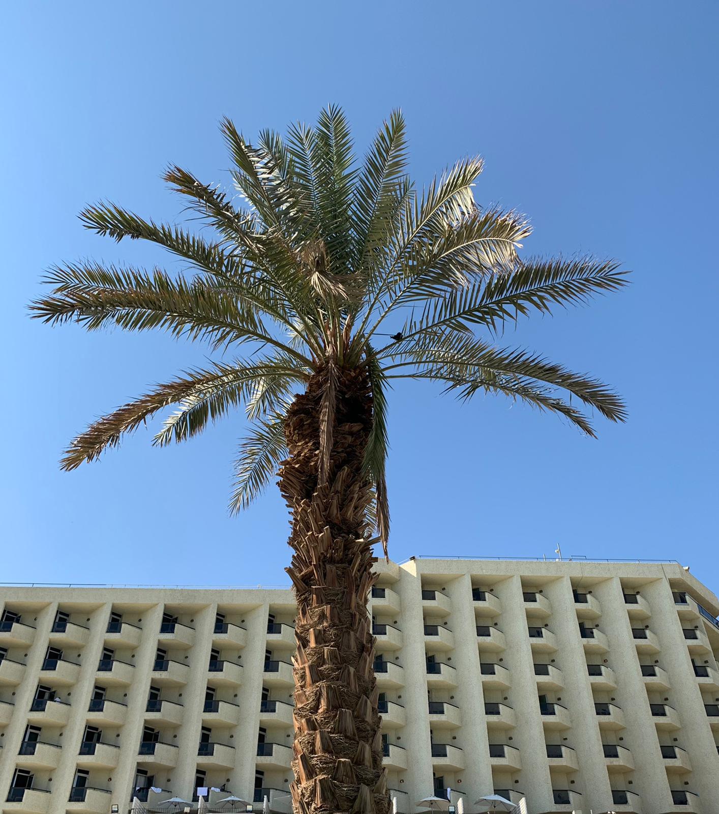 Фото Herods Dead Sea Hotel