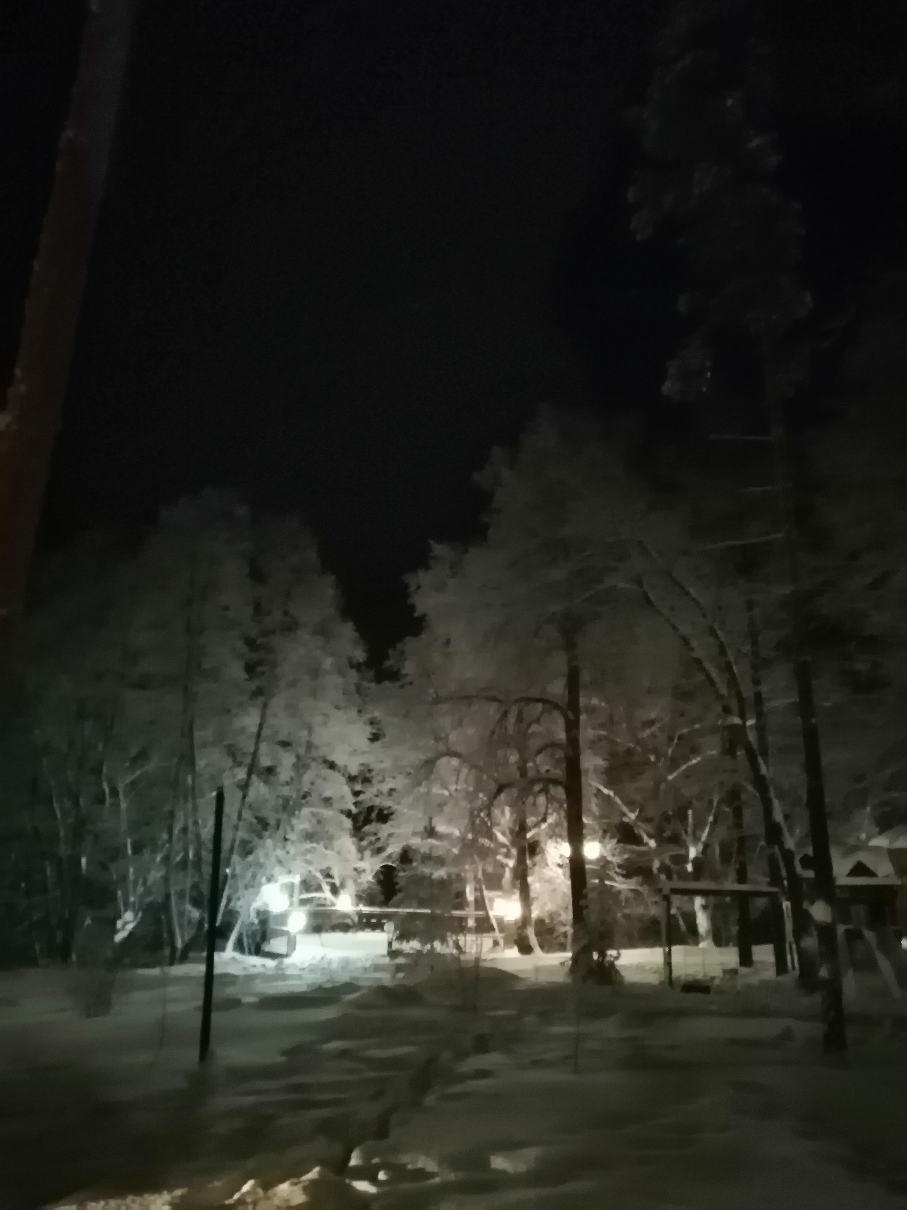 Фото Лесной