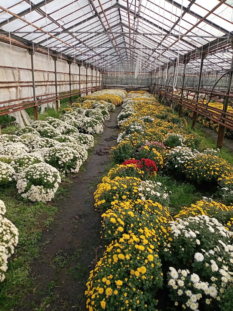 Greengrocery Овощи и фрукты, Moscow, photo