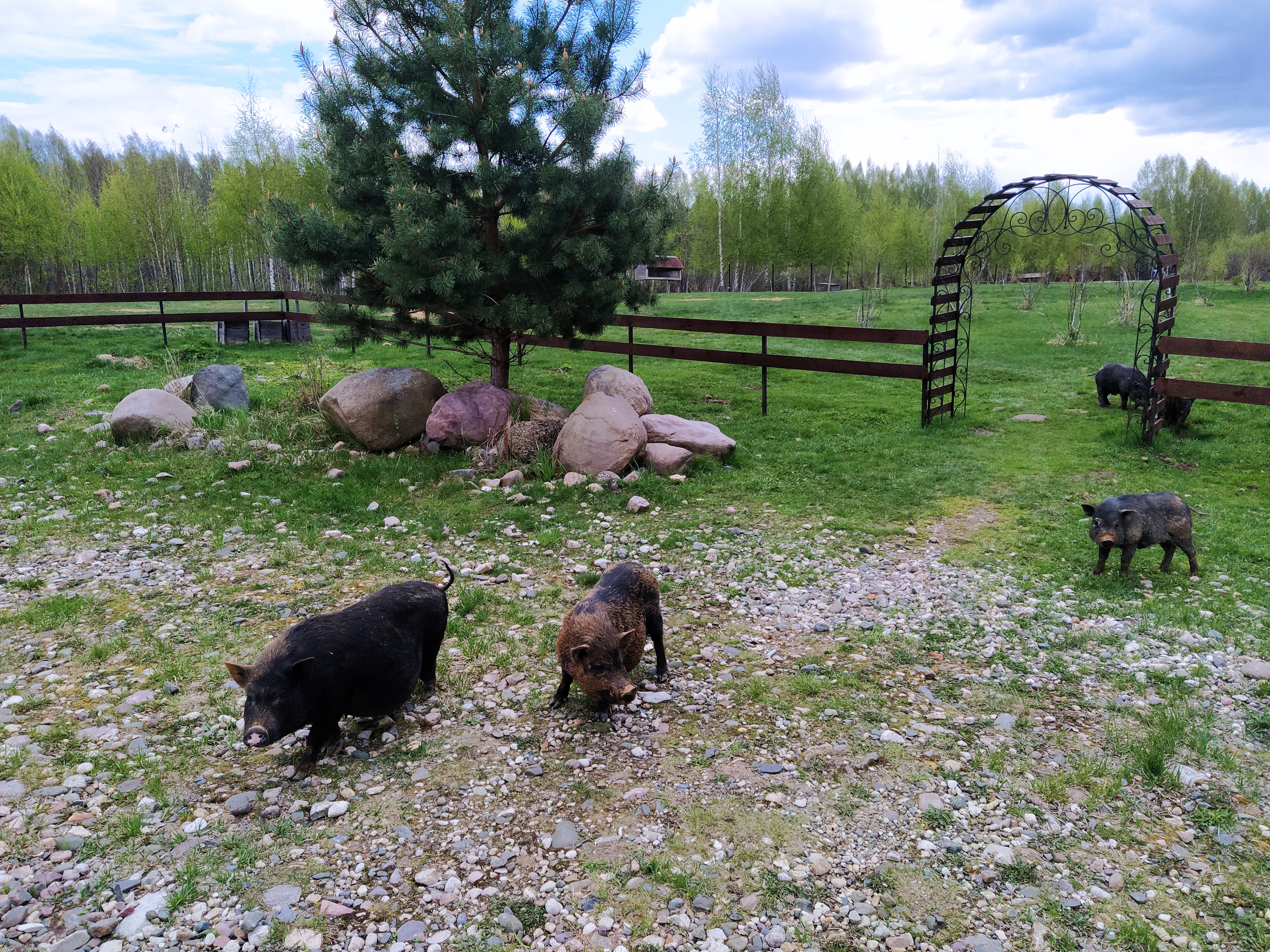 Фото Некрасовская дача