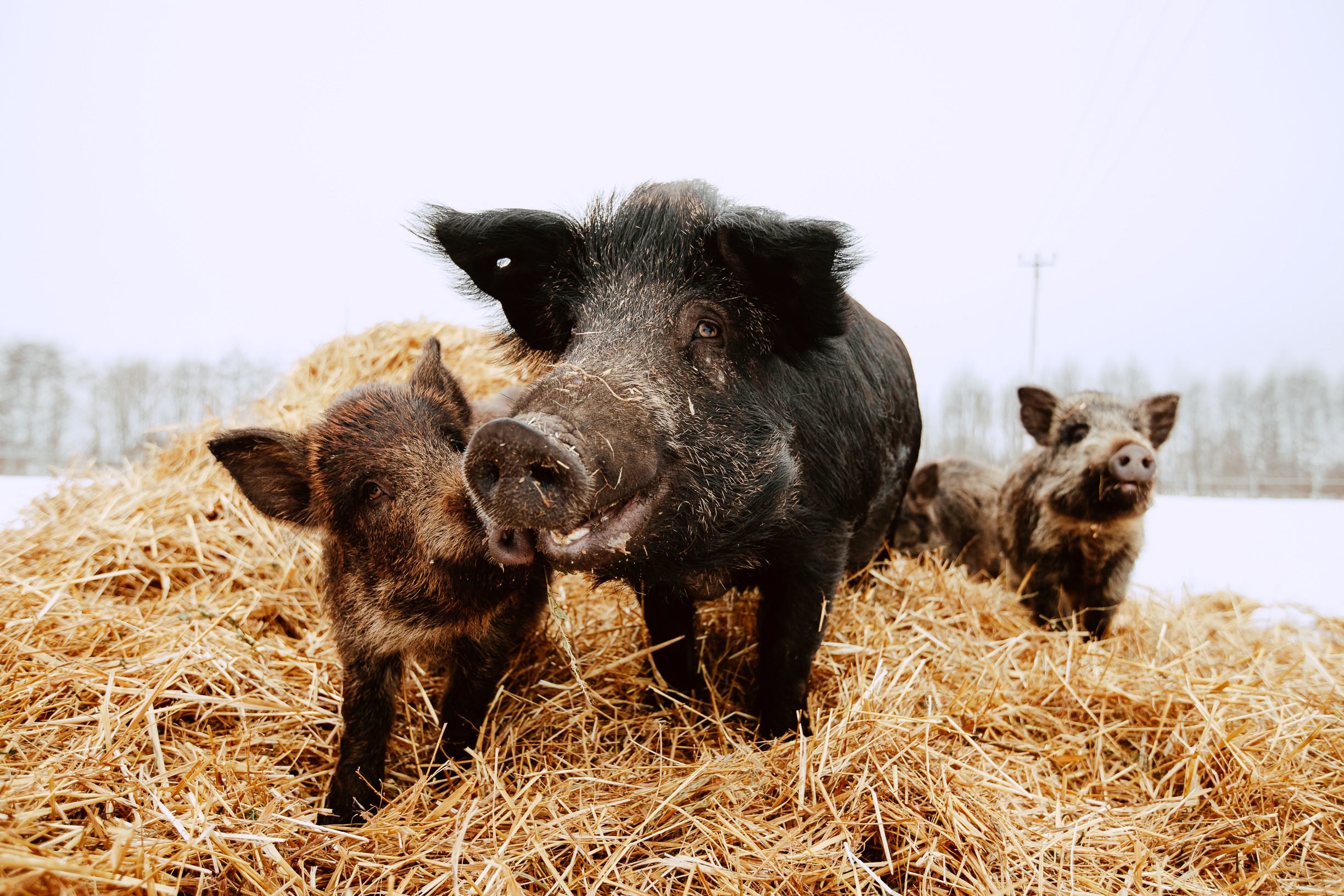 Фото Эль ранчо