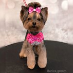 Aniva (ulitsa Klimova, 25), salón de mascota, peluquería de animales