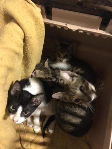 Фото Puli GuanPu Fallsview Stay House