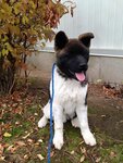 Aplus Pet Taxi (İstanbul, Fatih, Zeyrek Mah., Hattat Nazif Sok., 24-26) ، بيع منتجات الحيوانات الأليفة بالجملة