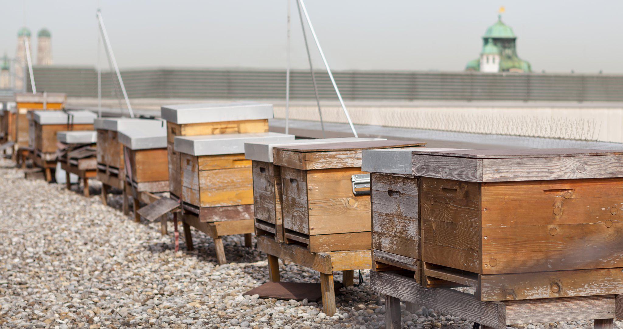 Фото 141148767036