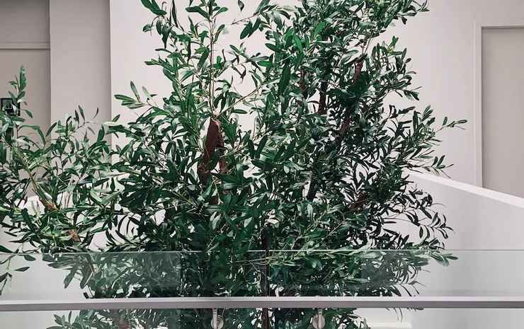 Фото Kinn Capsule