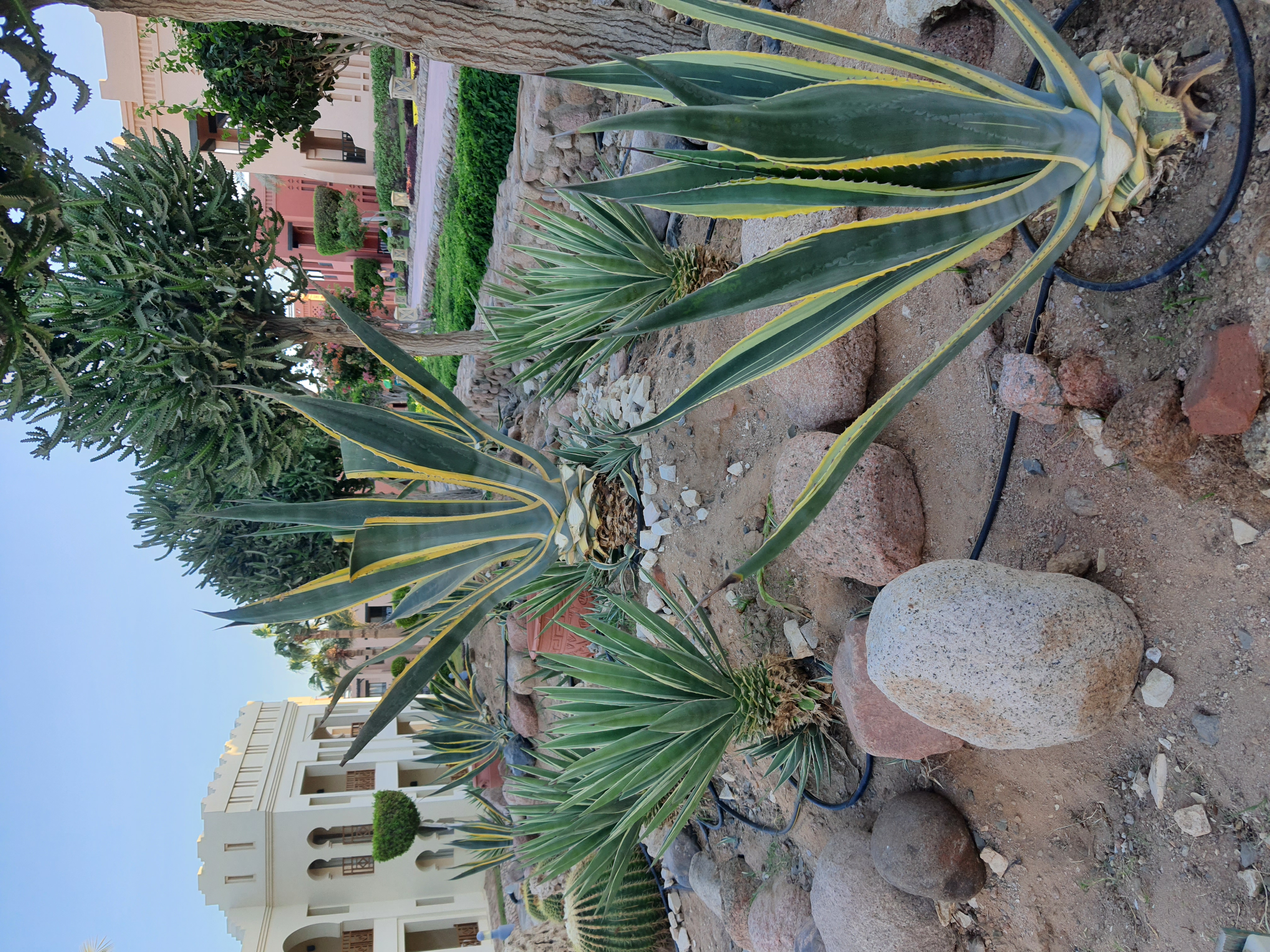 Фото Charmillion Club Resort