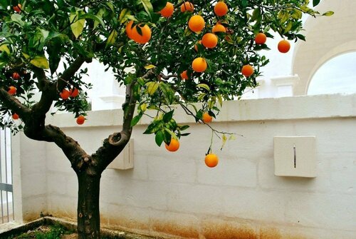 Гостиница Masseria Parco della Grava