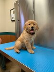 Red Bank Veterinary Hospital - Hillsborough (United States, Hillsborough, 649 Route 206), veterinary drugs and equipment