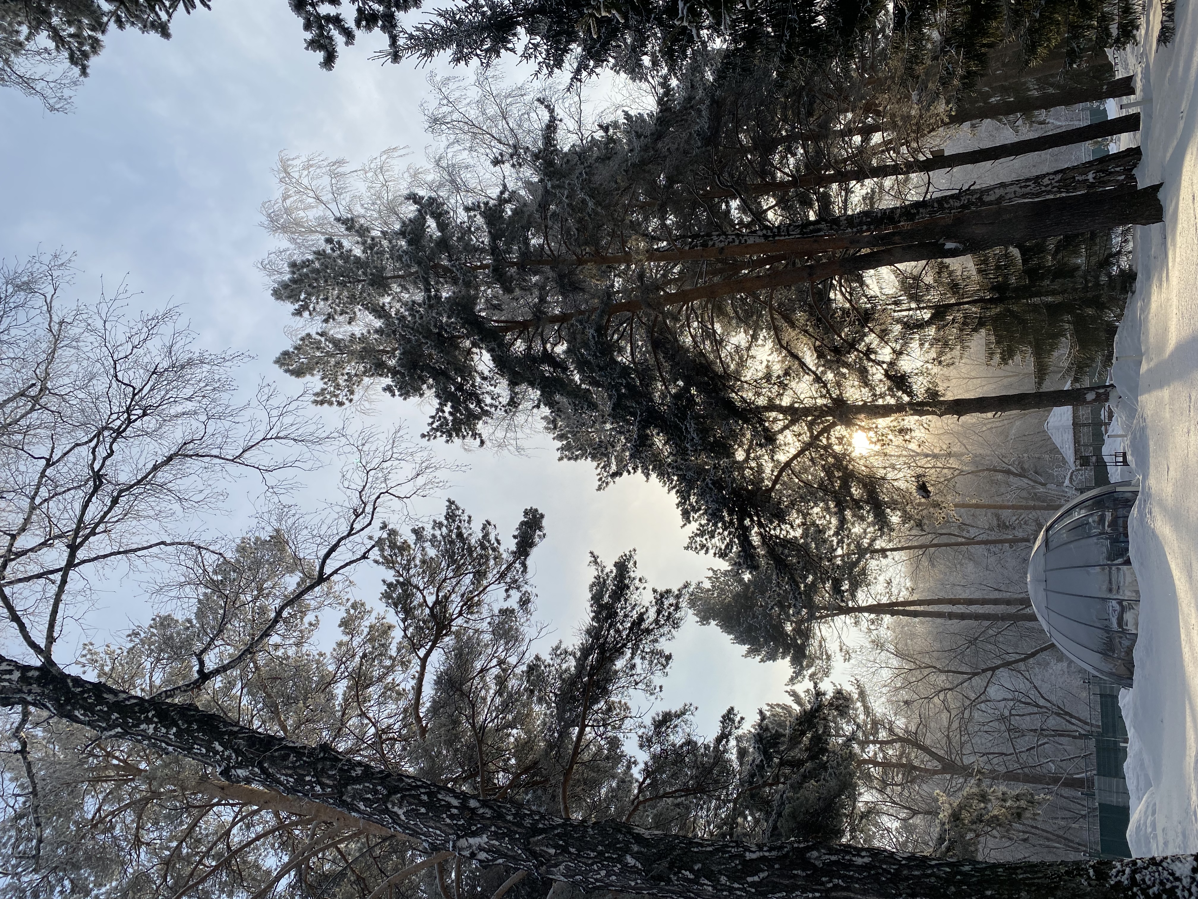 Фото Сосновый бор