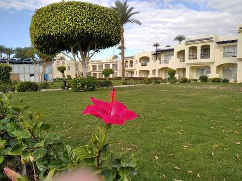 Гостиница Grand Oasis Resort в Шарм-эль-Шейхе