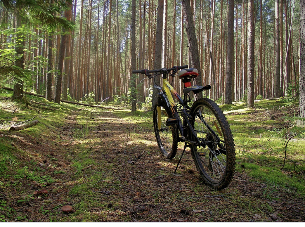 Фото Сандал