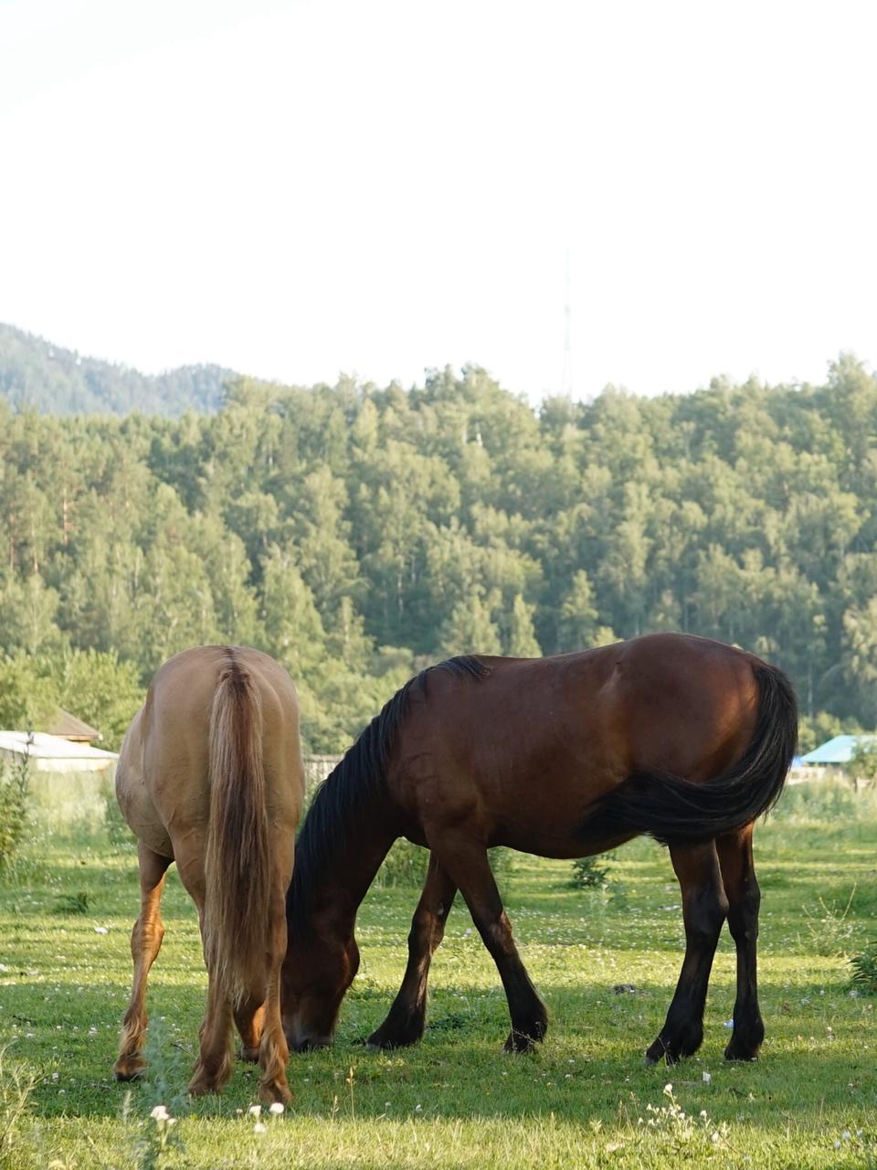 Фото Золотой медведь