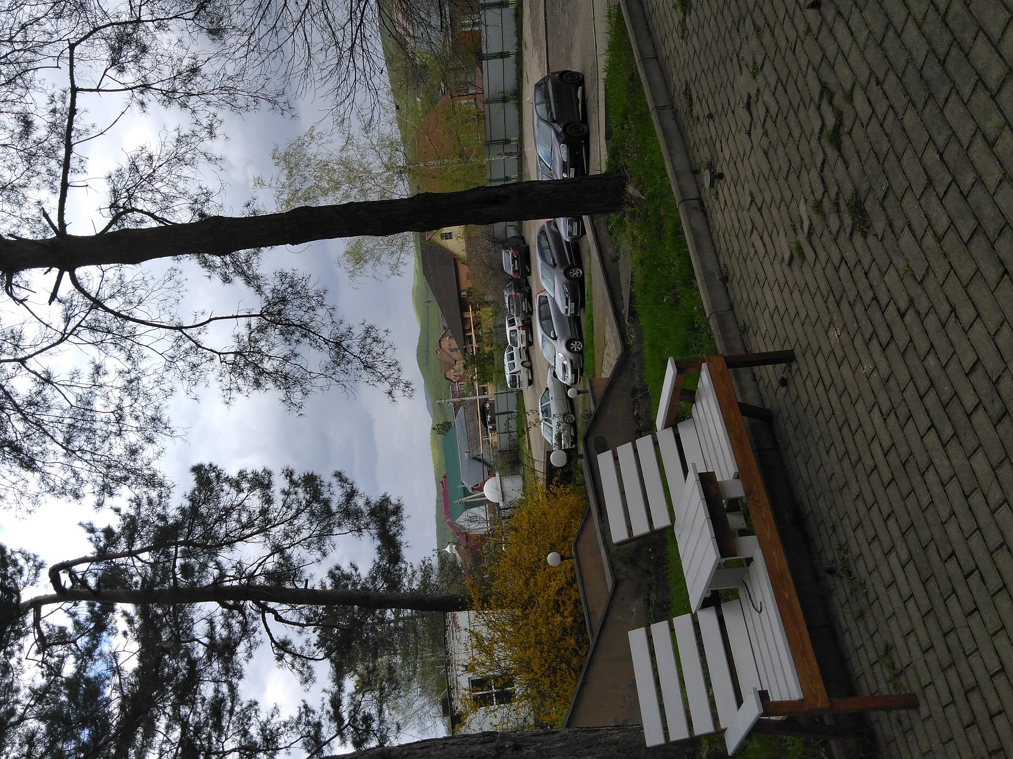 Фото Берёзка