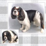 GroomMary (Moscow, Novomoskovskiy Administrative Okrug, Vnukovo District, Lyotchika Ulyanina Street, 3А), pet salon