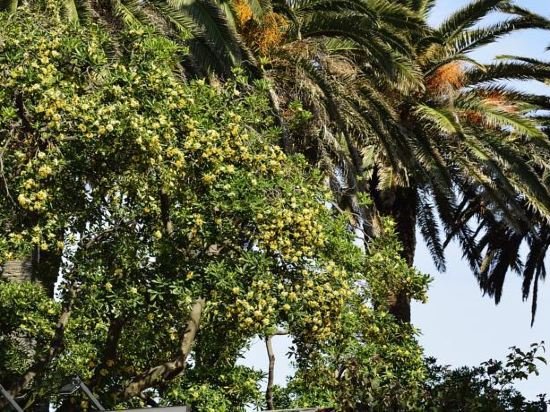 Фото Hotel Villa Delle Palme