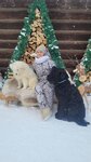 @husky_oleny (selo Maltsevo, ulitsa Yesenina, 11) ، سياحة ريفية