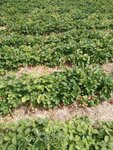 Рассада клубники от Ольги (rabochiy posyolok Isheyevka, Polevaya ulitsa, 14), plant nursery
