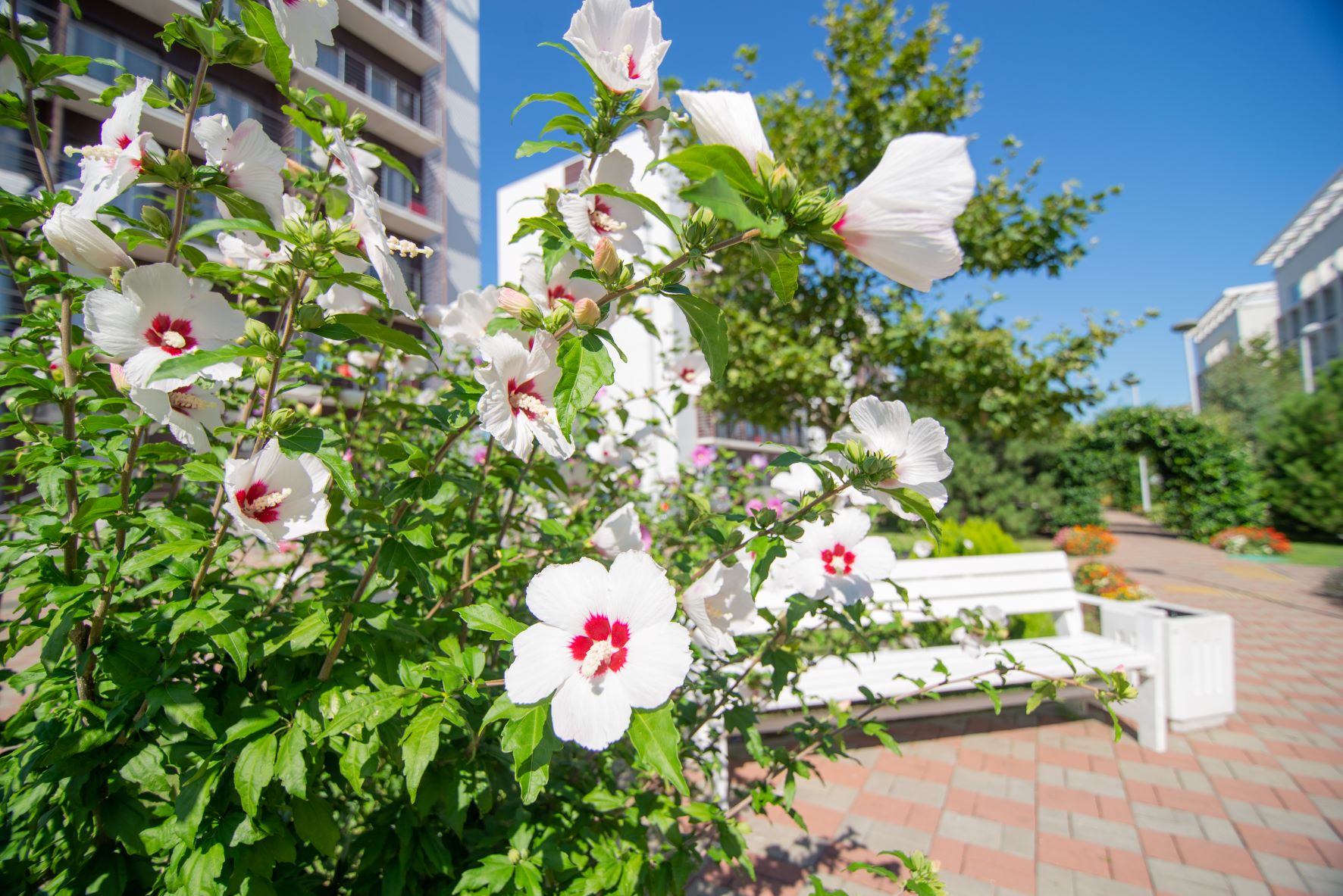 Фото Bridge Family