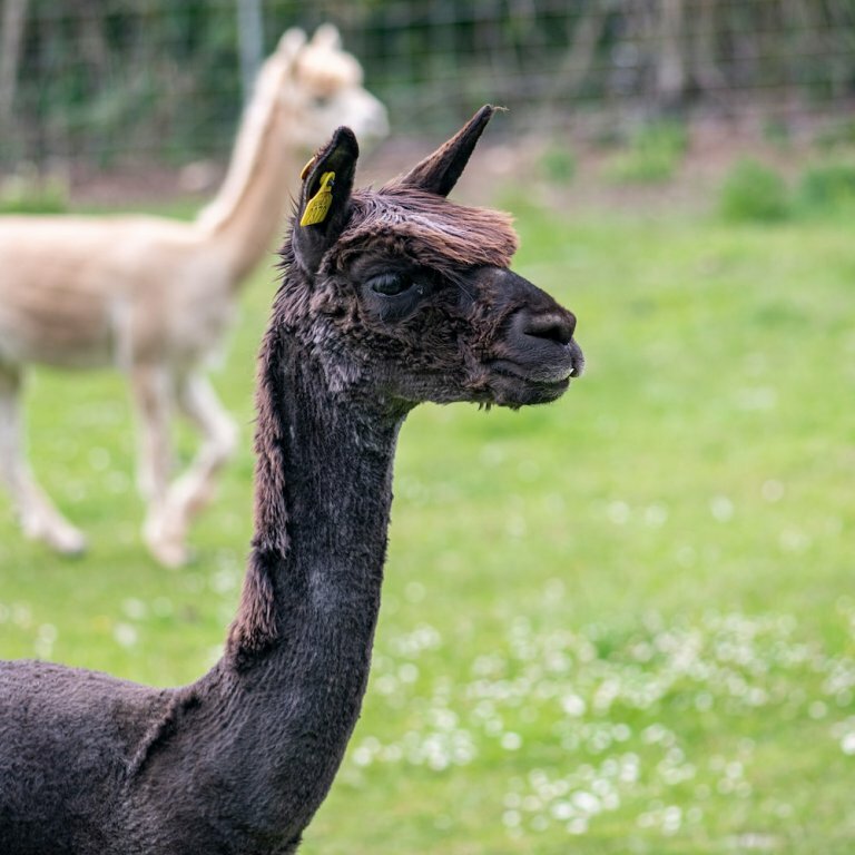 Hotel Baileys Farm, Hertfordshire County, photo